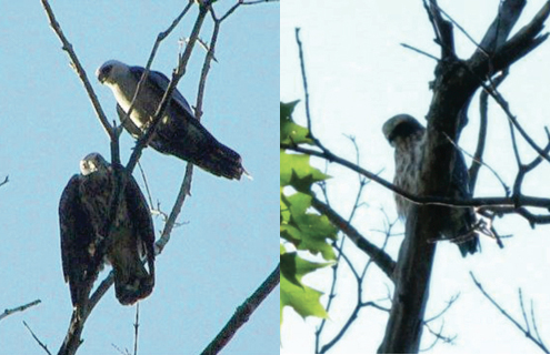 Mississippi Kites, phots by Richard Guthrie (left) and Jesse Jaycox (right)