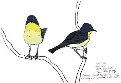 Kirtland's Warbler, sketch by Betsy Potter