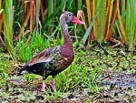 Black-bellied Whistling-Duck, photo by Will Stuart