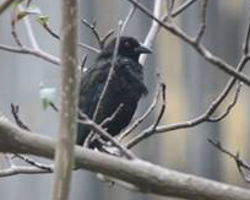 Bronzed Cowbird, photo by Nora Lee