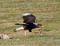 Crested Caracara, photo by Matthew Zeitler