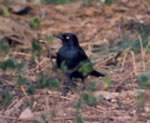 Brewer's Blackbird photo by Henry Flamm