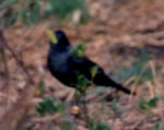 Brewer's Blackbird photo by Henry Flamm
