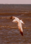 Mew Gull photo by John J. Fritz