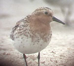 Red-necked Stint video grab by Angus Wilson
