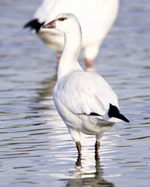 Ross's Goose photo by Michael Stubblefield, MD