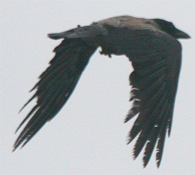 Hooded Crow, photo by Angus Wilson