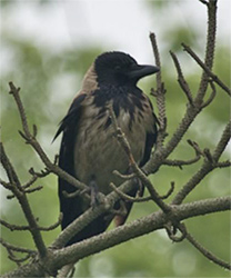 Hooded Crow, photo by Morgan Tingley