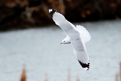 Common Gull, photo © Ted Keyel