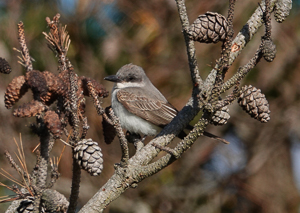 Gray Kingbird, photo © Peter Reisfeld
