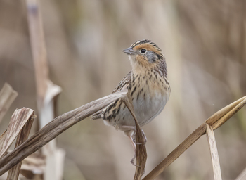 LeConte's Sparrow, photo © Derek Rogers