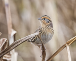 LeConte's Sparrow, photo ©  Derek Rogers