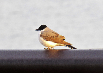 Fork-tailed Flycatcher, photo © John Haas