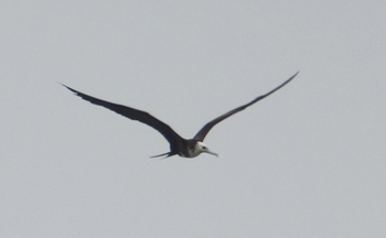 Magnificent Frigatebird, photo © Gregg Dashnau