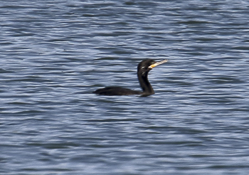 Neotropic Cormorant, photo © Dominic Sherony<