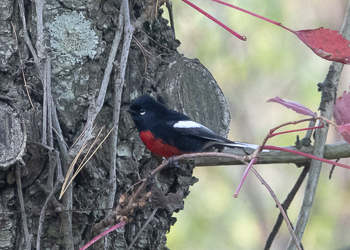 Painted Redstart, photo © Mike Yuan