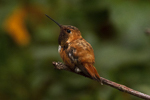 Rufous Hummingbird, photo ©  Alayna Vreeland