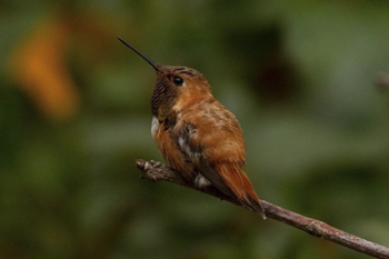 Rufous Hummingbird, photo © Alayna Vreeland