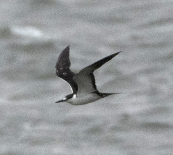 Sooty Tern, photo © Patrick Shure