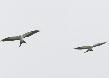 Swallow-tailed Kite, photo © Kathy Habgood