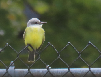 Tropical Kingbird, photo © Carena Pooth