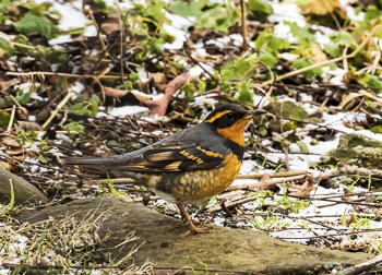 Varied Thrush, photo © Mark Hollenbeck