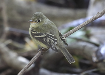 Western Flycatcher, photo © Michael Zito