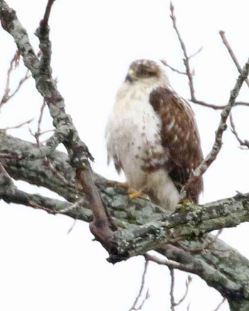 Ferruginous Hawk, photo &copy; Linda Scrima