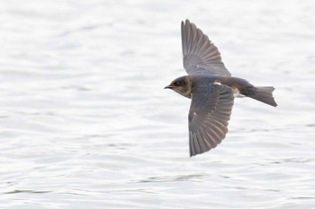 Gray-breasted Martin, photo &copy; Doug Gochfeld