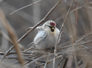 Hoary Redpoll, photo &copy; Larry Trachtenberg