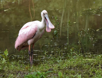 Roseate Spooonbill, photo &copy; Kevin McGann
