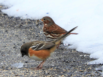 Spotted Towhee, photo &copy; John Gaglione