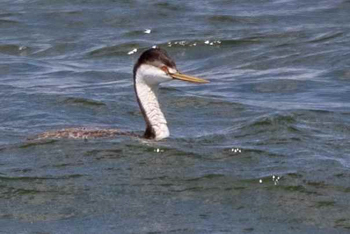 Western Grebe, photo &copy; Joshua Malbin