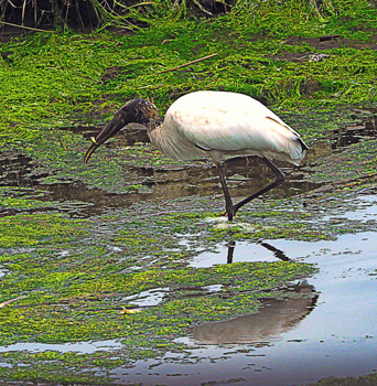 Wood Stork, photo &copy; Susan Saunders