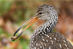 Limpkin, photo © Tim Healy