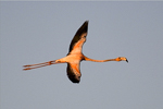 American Flamingo, photo © Tim Healy