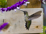 Black-chinned Hummingbird, photo © John Gluth