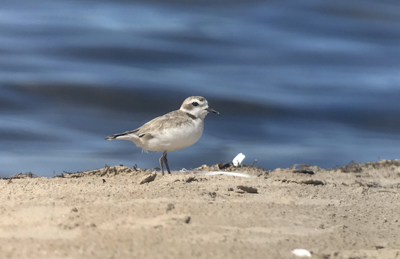 Snowy Plover, photo © Shai Mitra