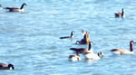Richardson's Goose with other Canadas, photo by Nick Leone