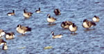 Richardson's Goose with other Canadas, photo by Nick Leone