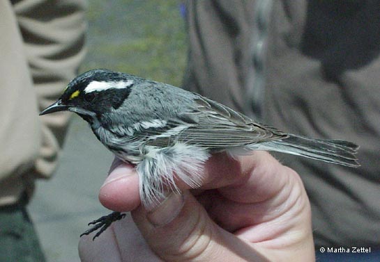 Scientists Say Oriole Hybridization Is a Dead End