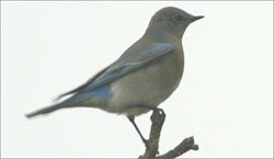 Mountain Bluebird, photo by S. S. Mitra