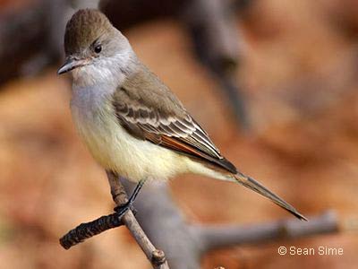 Ash-throated Flycatcher, photo by Sean Sime