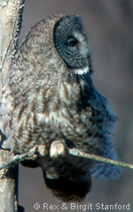 Great Gray Owl, photo by Rex & Birgit Stanford