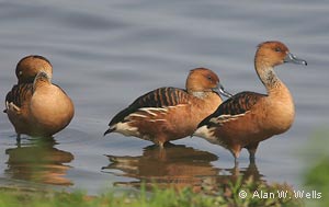 Fulvous Whistling-Ducks, photo by A. Wells