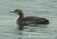 Pacific Loon, photo by M. Victoria