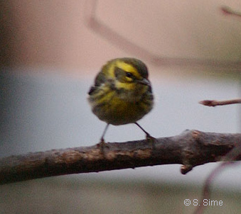 Townsend's Warbler, photo by S. Sime