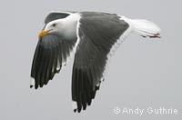 Western Gull, photo by A. Guthrie