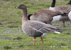 Pink-footed Goose, photo by Angus Wilson