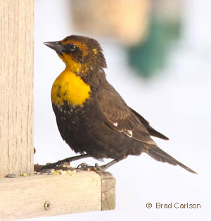 Yellow-headed Blackbird, photo by Brad Carlson
